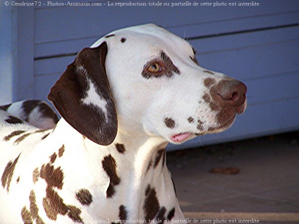 Photo de Dalmatien