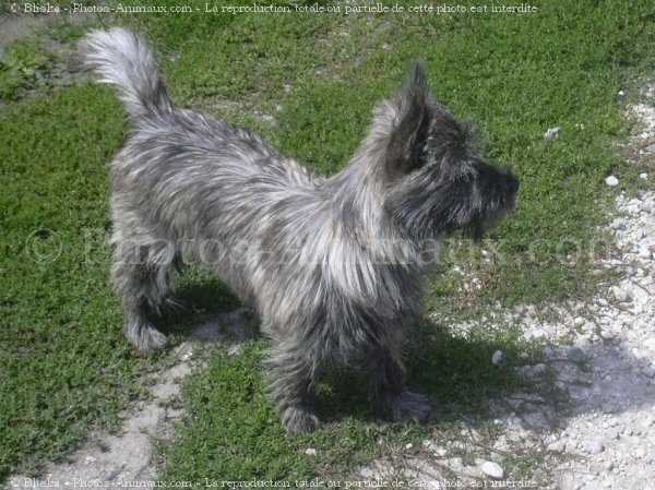 Photo de Cairn terrier