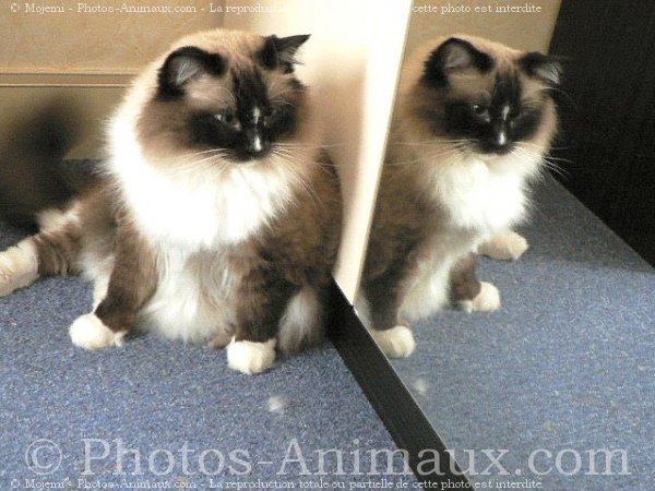 Photo de Ragdoll