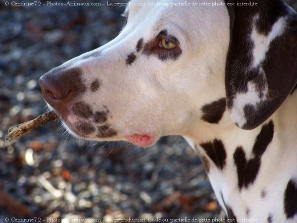 Photo de Dalmatien