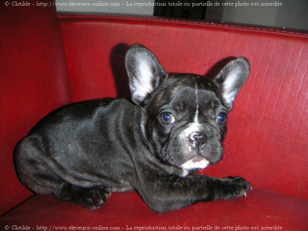 Photo de Bouledogue franais