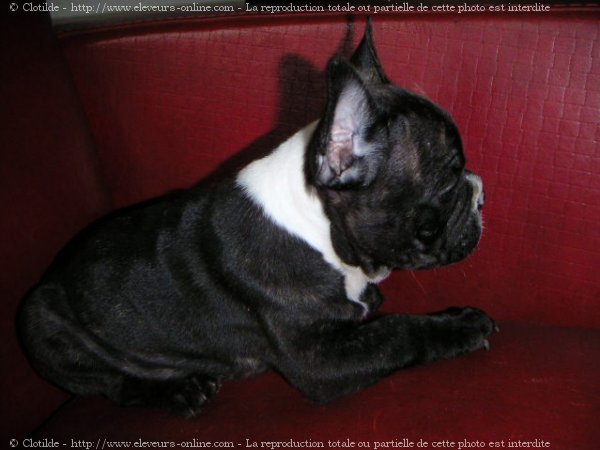 Photo de Bouledogue franais