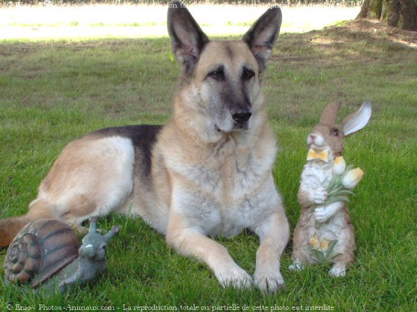 Photo de Berger allemand  poil court