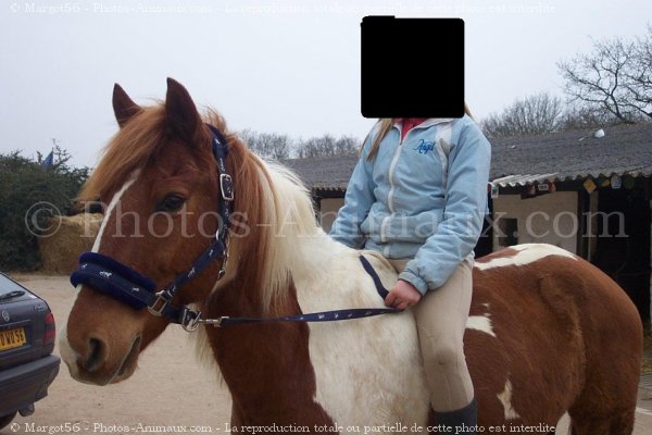 Photo de Poney franais de selle