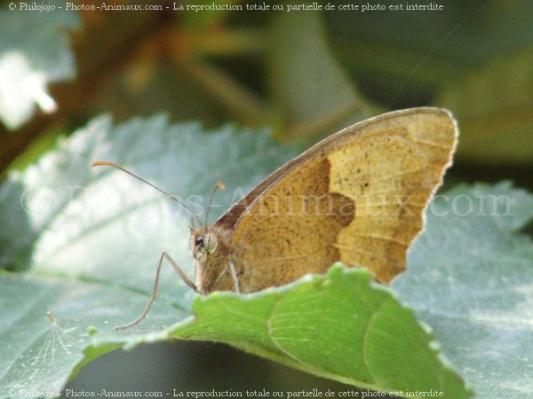 Photo de Papillon