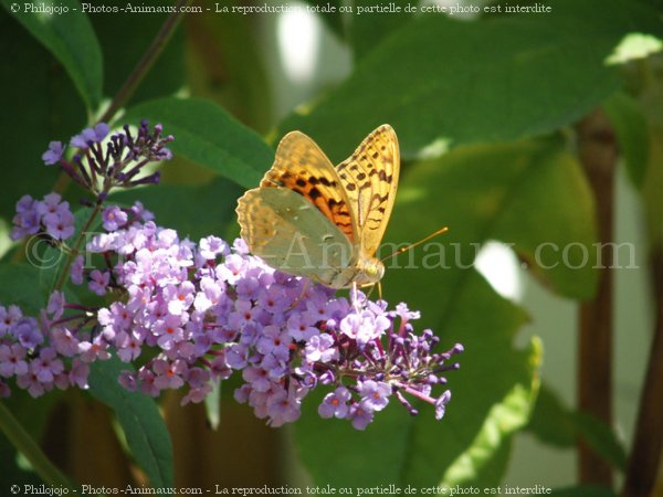 Photo de Papillon