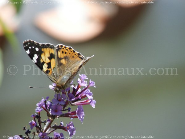 Photo de Papillon