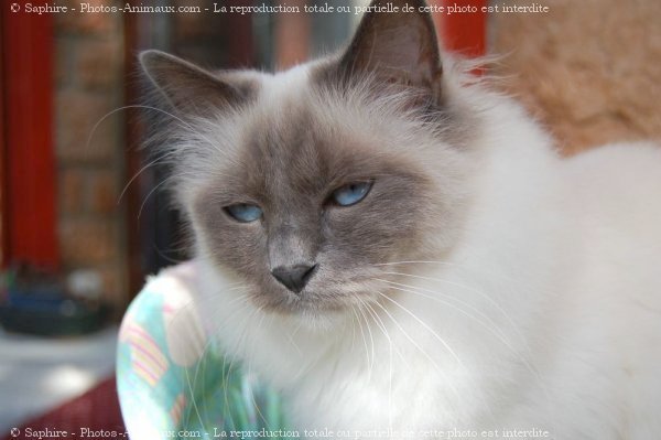 Photo de Sacr de birmanie