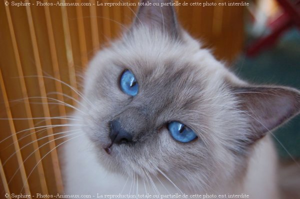 Photo de Sacr de birmanie