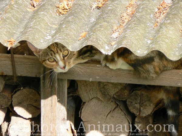 Photo de Chat domestique