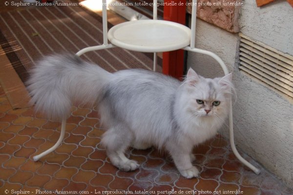 Photo de British longhair