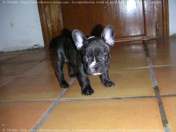 Photo de Bouledogue franais