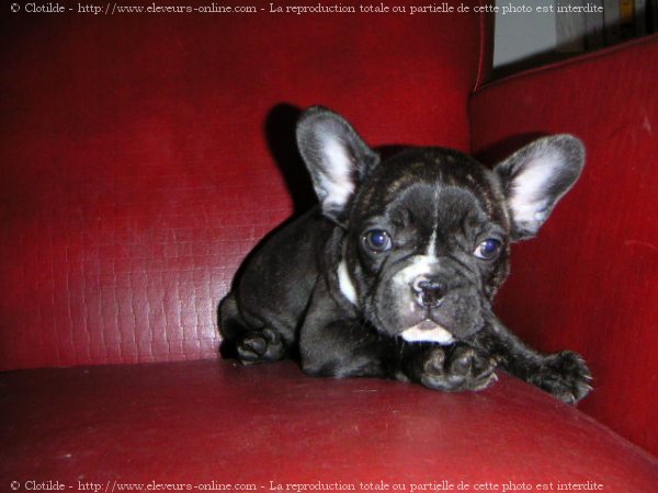 Photo de Bouledogue franais