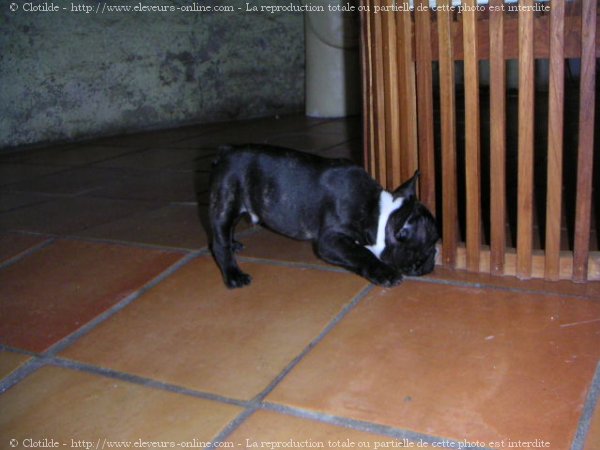 Photo de Bouledogue franais