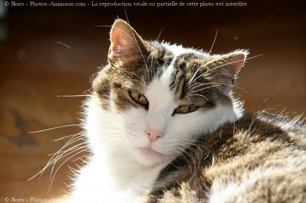 Photo de Chat domestique