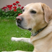 Photo de Labrador retriever