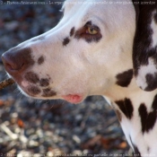 Photo de Dalmatien