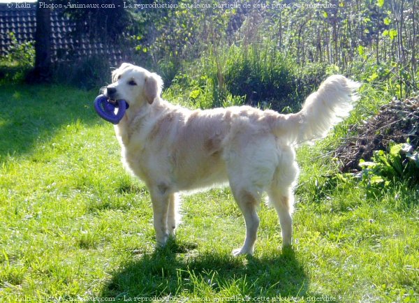 Photo de Golden retriever