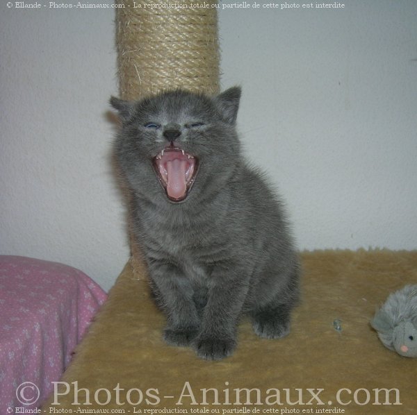 Photo de Chartreux