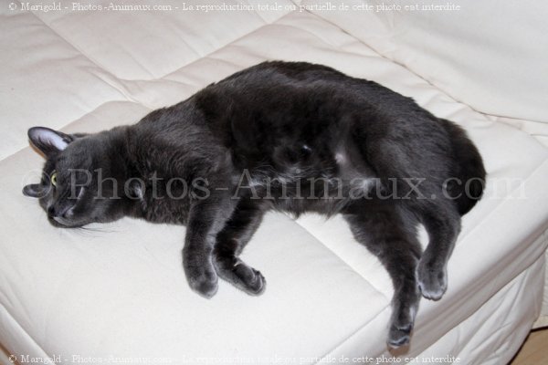 Photo de Chartreux