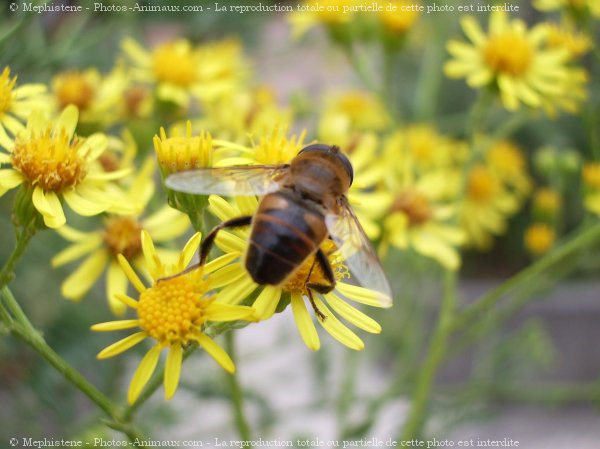 Photo de Mouche