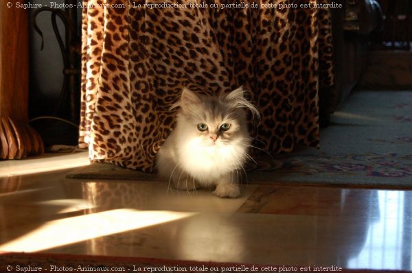 Photo de British longhair