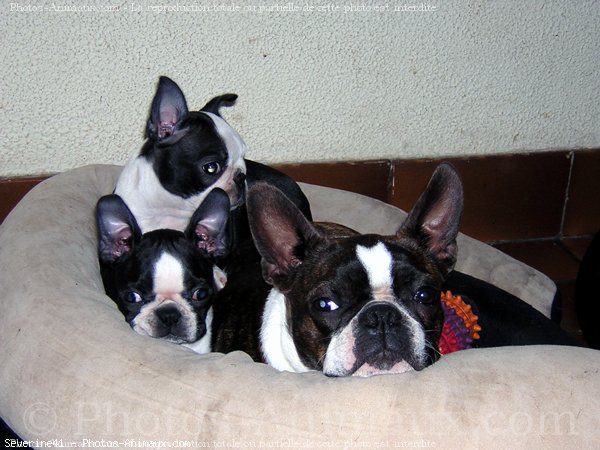 Photo de Boston terrier