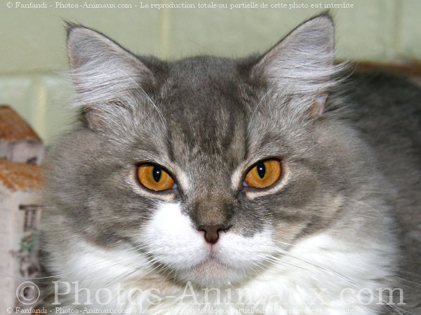 Photo de British longhair