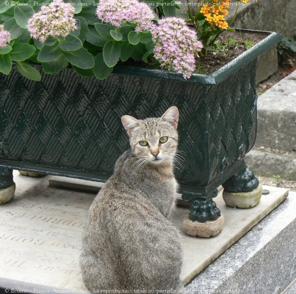 Photo de Chat domestique