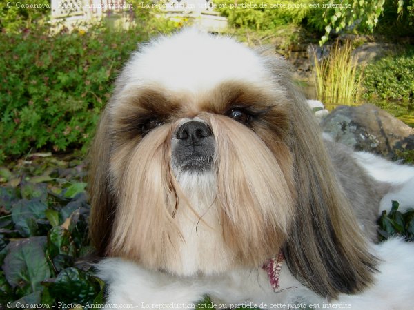 Photo de Shih tzu