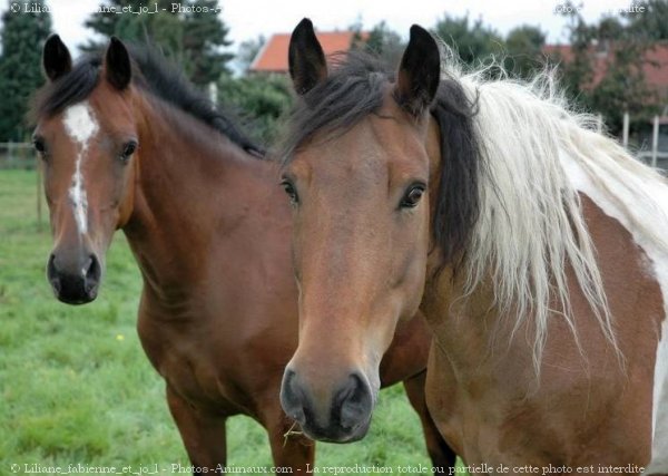 Photo de Races diffrentes