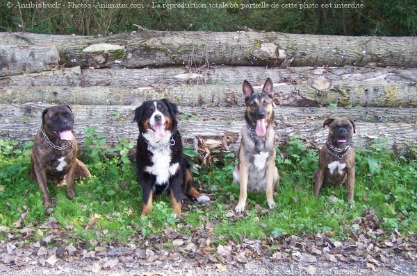 Photo de Berger belge malinois