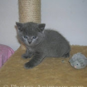 Photo de Chartreux