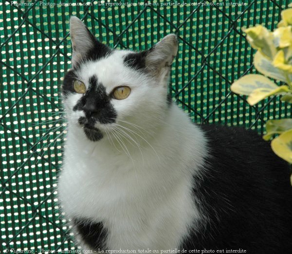 Photo de Chat domestique