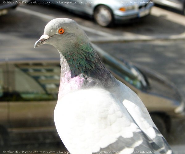 Photo de Pigeon