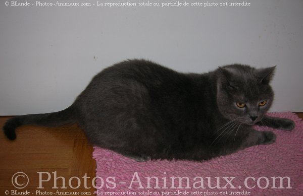 Photo de Chartreux