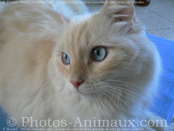 Photo de Ragdoll