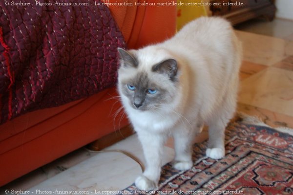 Photo de Sacr de birmanie