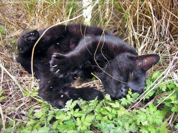 Photo de Chat domestique