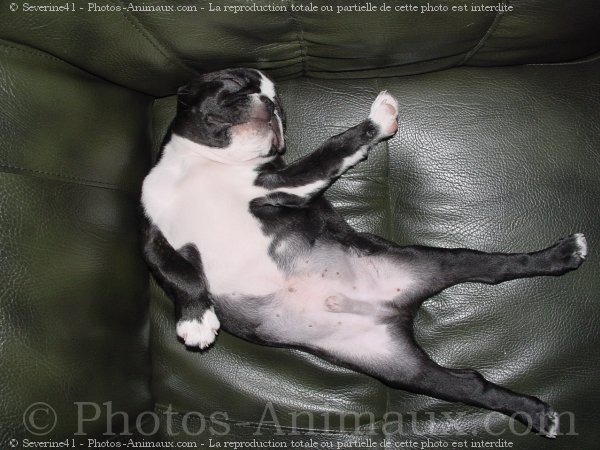 Photo de Boston terrier