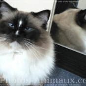 Photo de Ragdoll