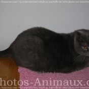 Photo de Chartreux