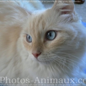 Photo de Ragdoll