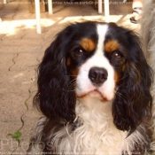 Photo de Cavalier king charles spaniel