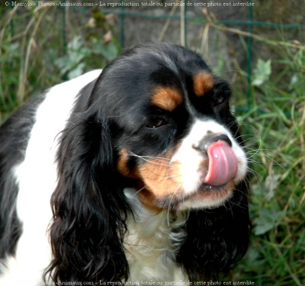 Photo de Cavalier king charles spaniel