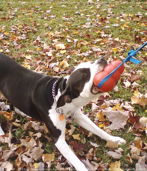 Photo d'American staffordshire terrier