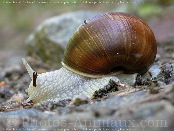 Photo d'Escargot