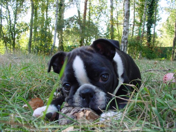 Photo de Boston terrier