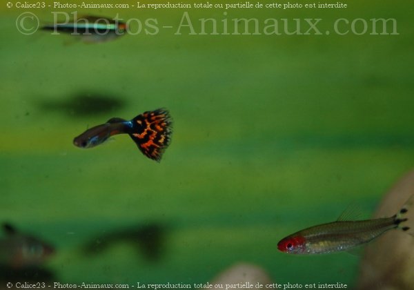 Photo de Poissons exotiques