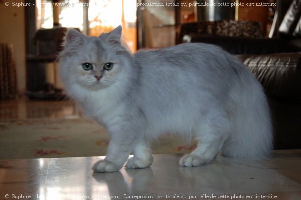 Photo de British longhair